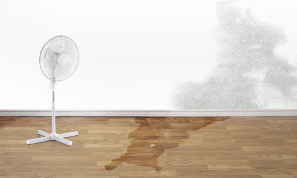 Best Flooded house restoration  in Rochester, PA