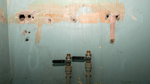 Best Mold removal after water damage  in Rochester, PA